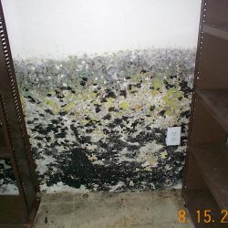 mold_basement_3